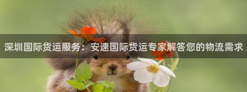 尊龙凯时平台信誉怎样：深圳国际货运服务：安速国际货运专家