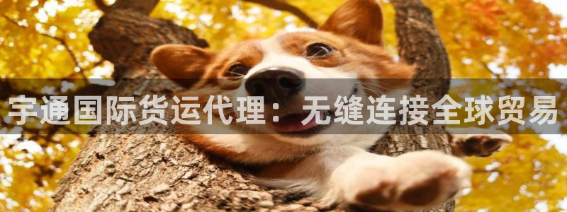 尊龙凯时账号异常审核提不了款怎么办：宇通国际货运代理：无