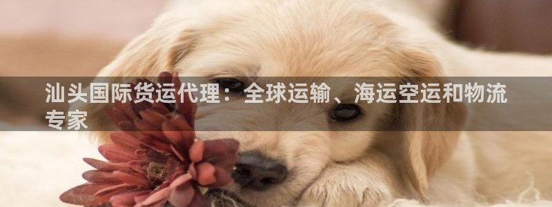 尊龙凯时几百万怎么下款：汕头国际货运代理：全球运输、海运