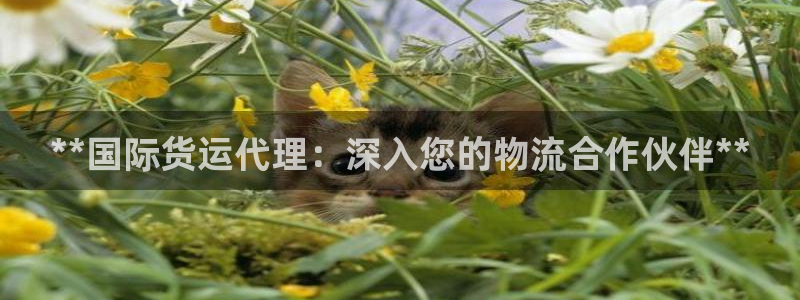 尊龙精品棋牌：**国际货运代理：深入您的物流合作伙伴**