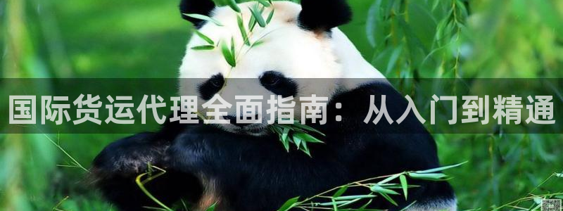尊龙平台有谁玩过：国际货运代理全面指南：从入门到精通