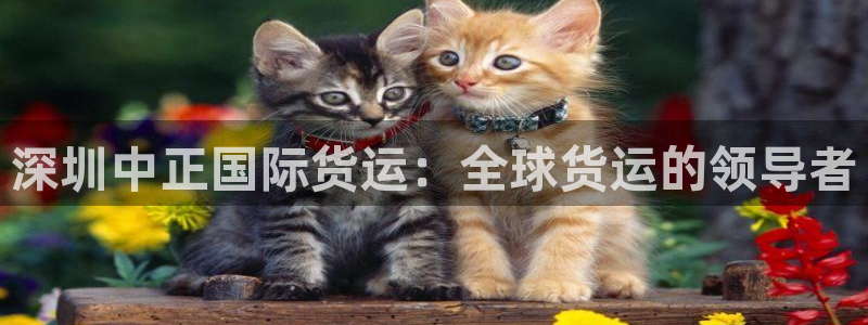 尊龙凯时 人生就是搏!平台：深圳中正国际货运：全球货运的