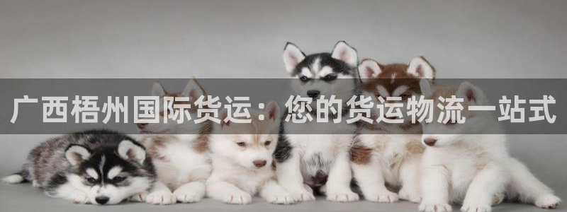 尊龙凯时提不了款：广西梧州国际货运：您的货运物流一站式